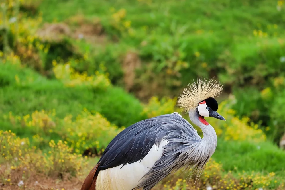 Graukappen-Laubsänger (Bleda canicapillus)