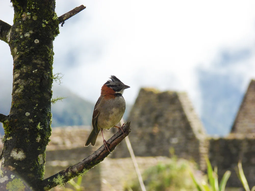 Graukehl-Buschammer (Atlapetes citrinellus)