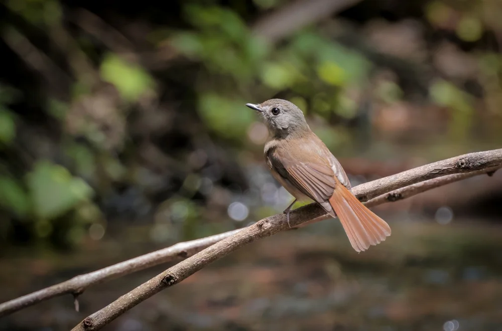 Graukehl-Fliegenschnäpper (Cyornis poliogenys)