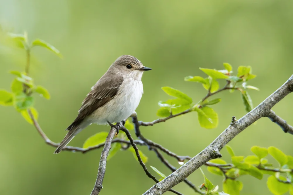 Graukehl-Fliegenschnäpper (Muscicapa epulata)