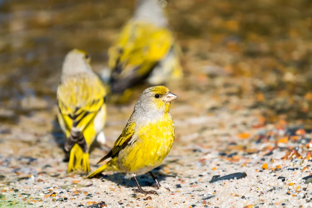 Graukehl-Girlitz (Graukehl-Girlitz)