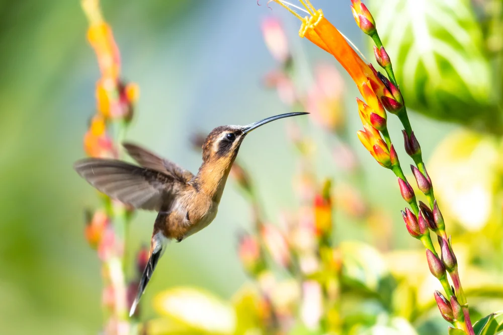 Graukehl-Schattenkolibri (Phaethornis griseogularis)
