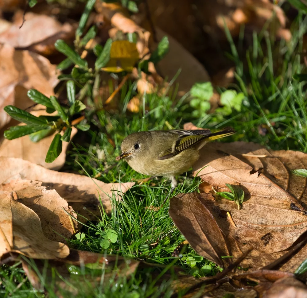 Graukehlbülbül (Timeliopsis griseigula)