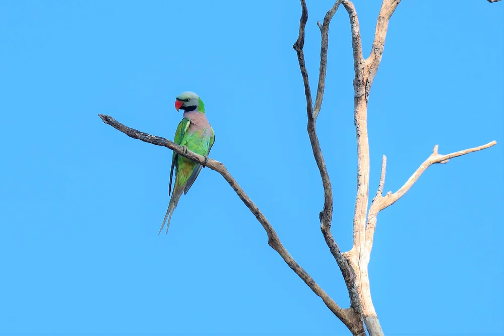 Grauköpfchen-Prachtsittich (Psittacula caniceps)