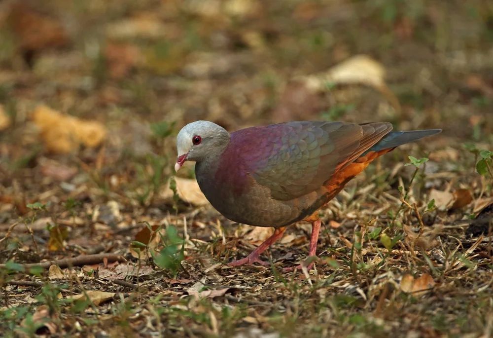 Grauköpfige Fruchttaube (Geotrygon caniceps)