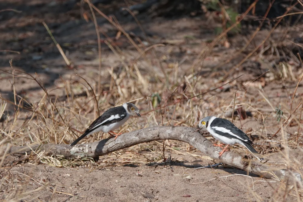 Grauköpfiger Helmschnäpper (Prionops caniceps)