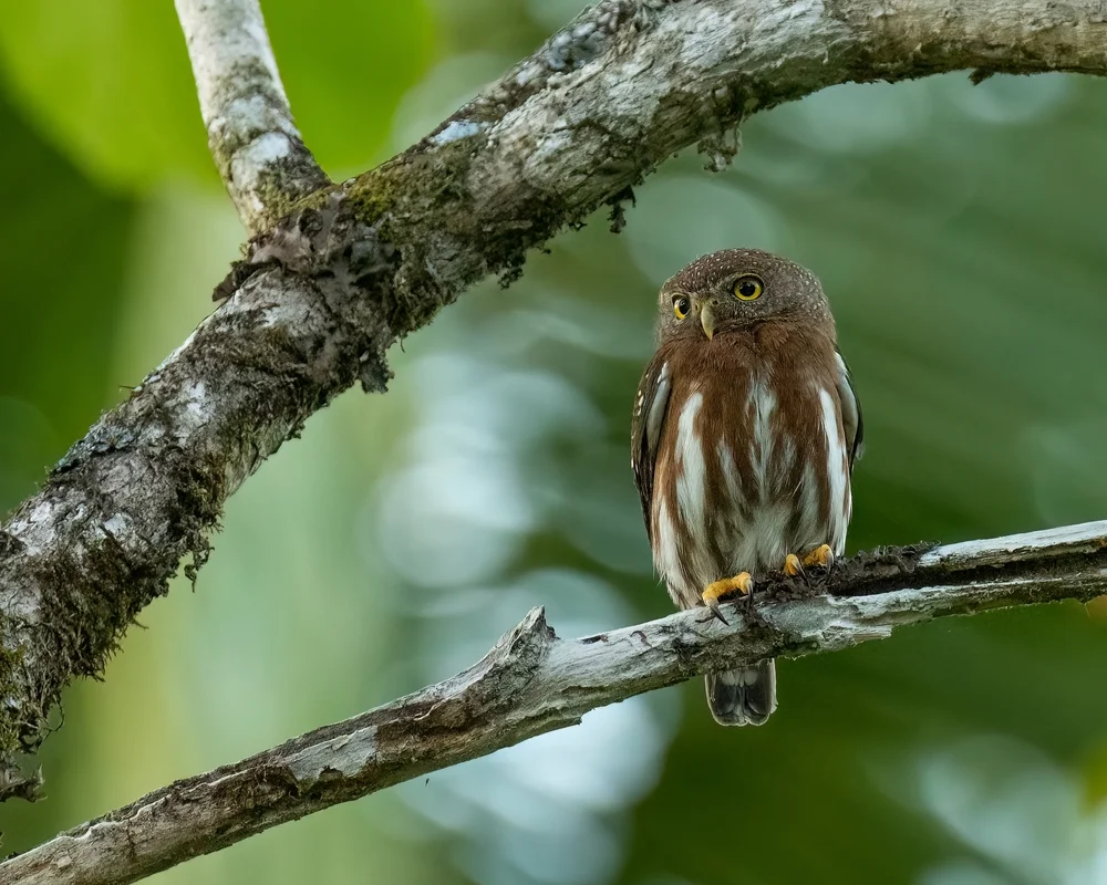 Grauköpfiger Zwergkauz (Glaucidium griseiceps)
