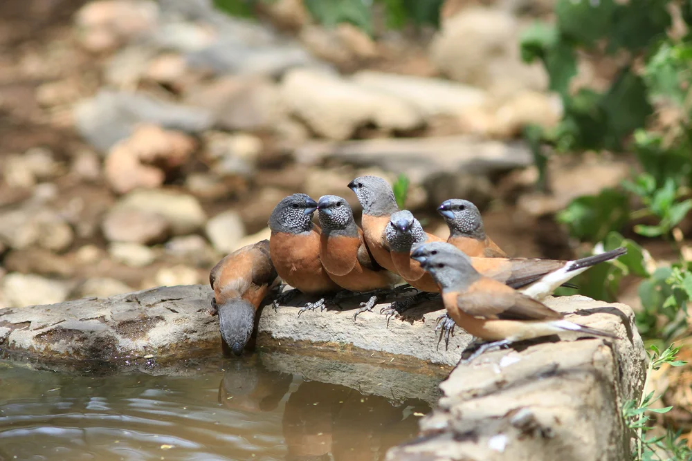Graukopf-Bronzemännchen (Lonchura griseicapilla)