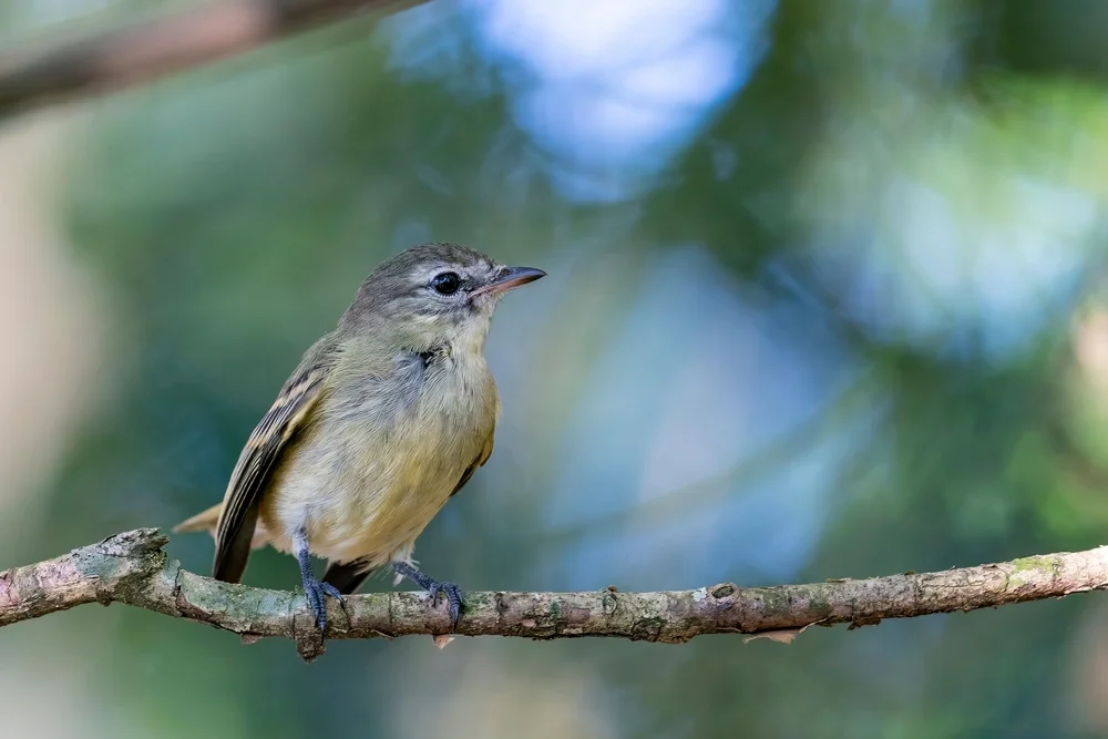 Graukopf-Elaenia (Myiopagis caniceps)