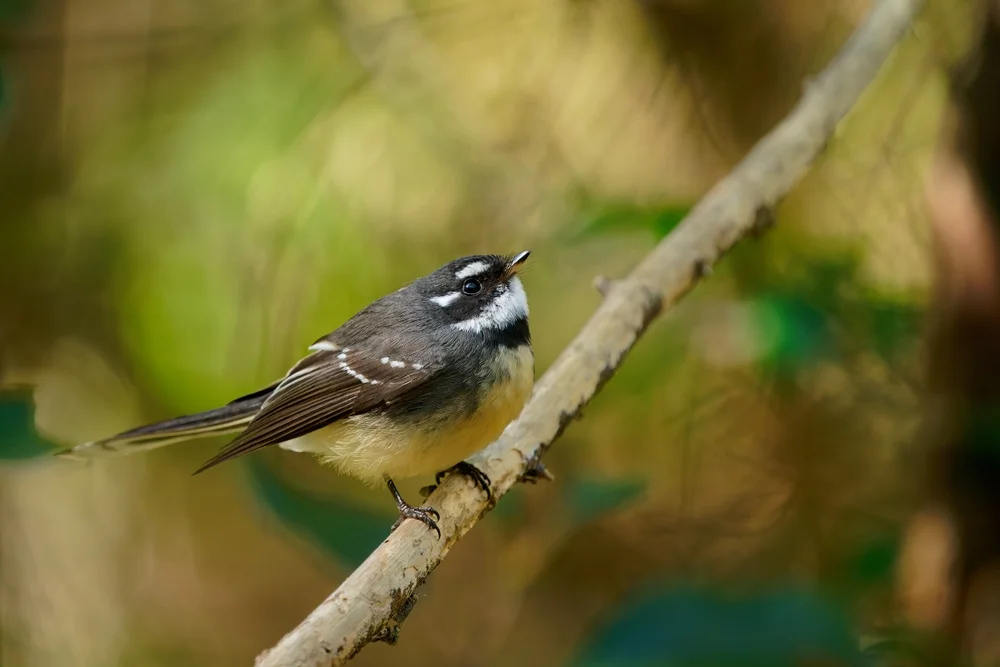 Graukopf-Fächerschwanz (Rhipidura albiscapa)