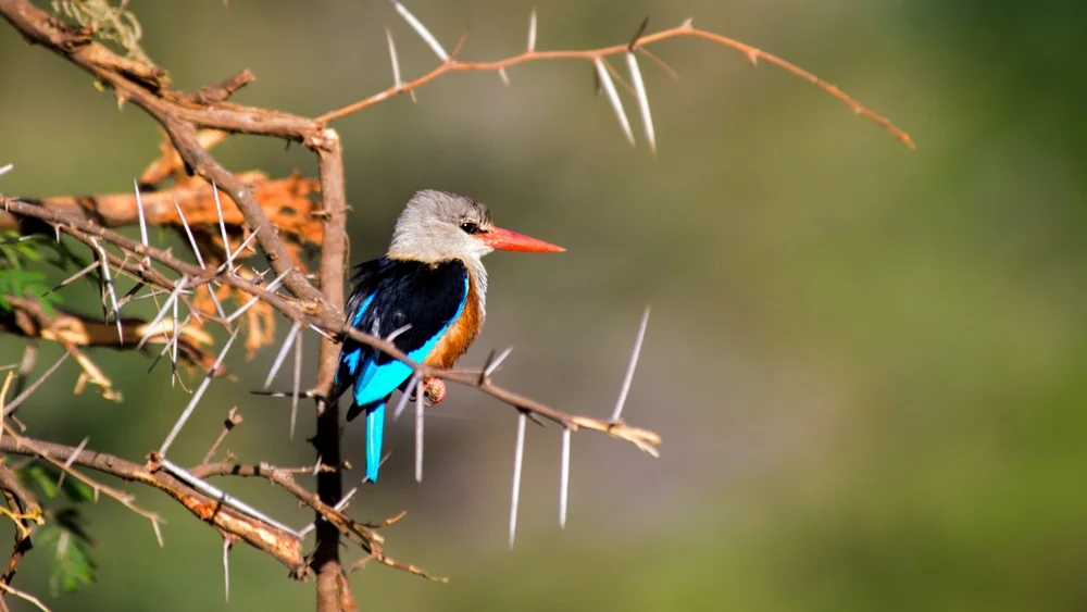Graukopf-Fischer (Halcyon leucocephala)