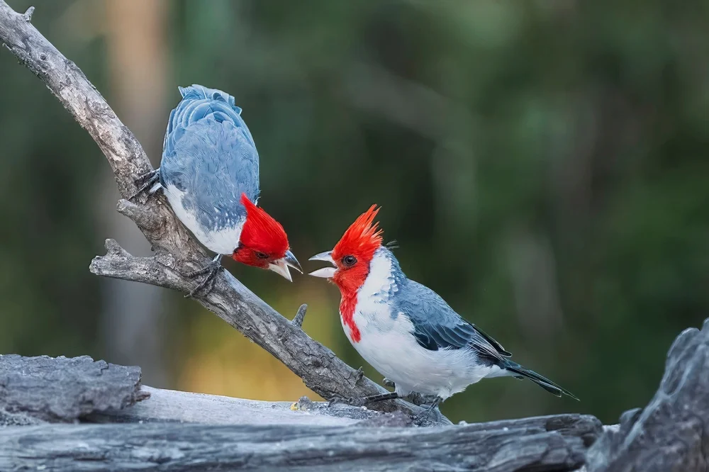 Graukopf-Kardinal (Paroaria coronata)