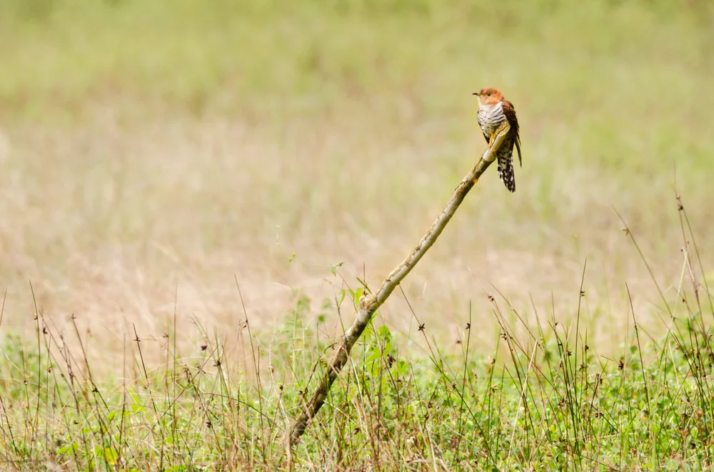 Graukopf-Kuckuck (Graukopf-Kuckuck)