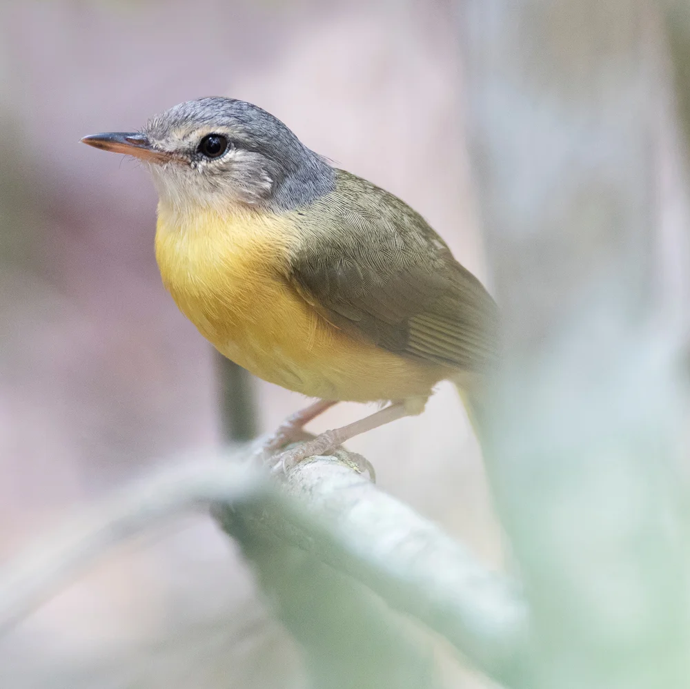 Graukopf-Laubsänger (Phyllastrephus poliocephalus)