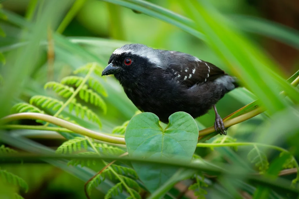 Graukopf-Nonnenkopf (Nigrita canicapillus)