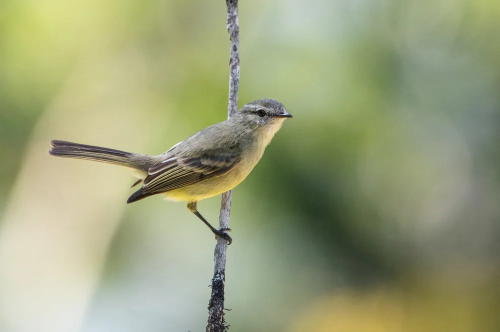 Graukopf-Tyrann (Phyllomyias griseiceps)