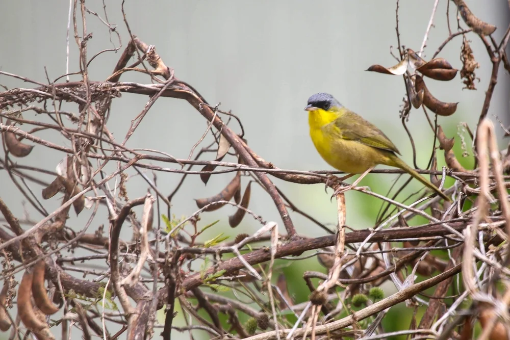 Graukopf-Waldsänger (Geothlypis poliocephala)