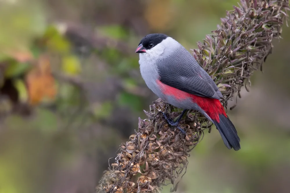 Graukopfastrild (Estrilda nonnula)