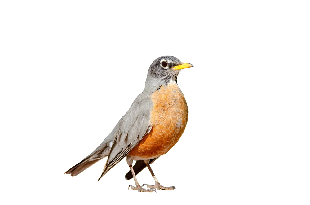 Graukopfdrossel (Turdus poliocephalus)