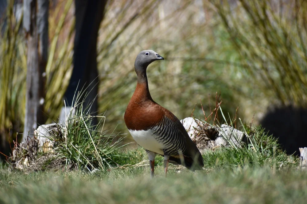 Graukopfgans (Chloephaga poliocephala)