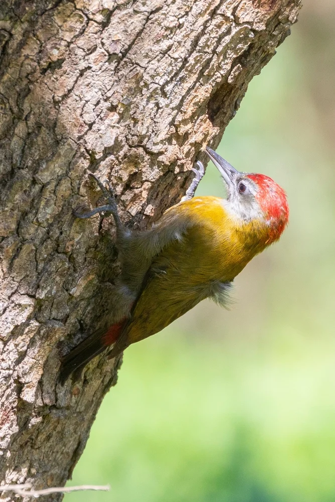 Graukopfspecht (Mesopicos griseocephalus)