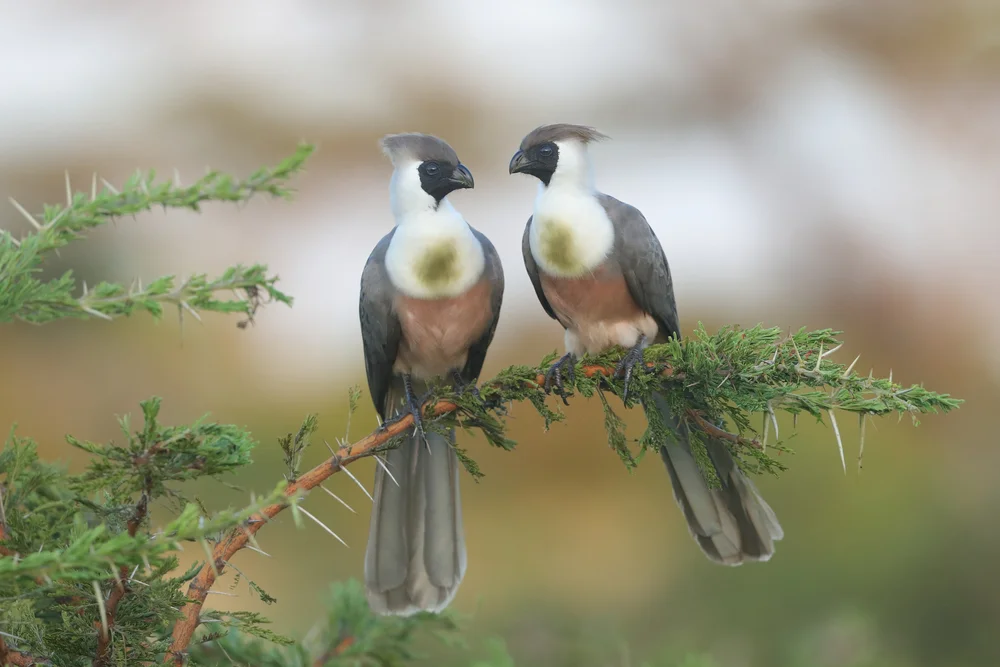 Graumasken-Fasan (Corythaixoides personatus)