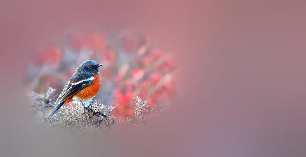 Graurotschanz (Phoenicurus schisticeps)