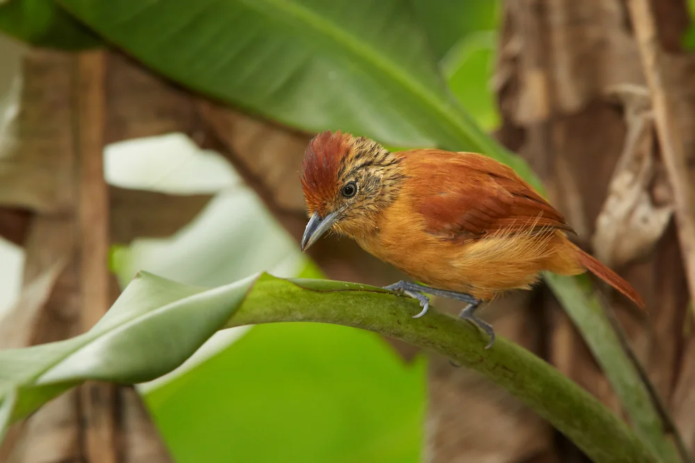 Graurücken-Ameisenschlüpfer (Thamnophilus schistaceus)