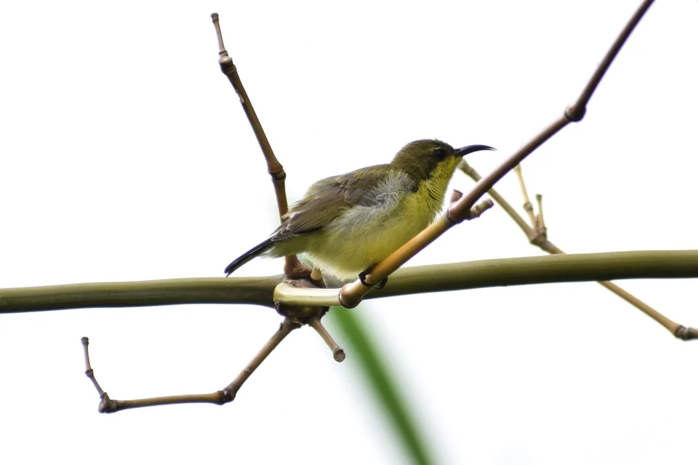 Graurücken-Bienenfresser (Toxorhamphus poliopterus)