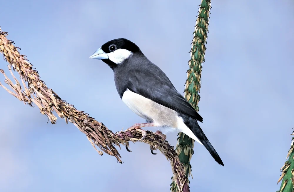 Graurücken-Bronzemännchen (Lonchura fuscata)