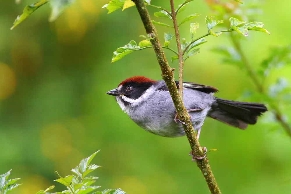 Graurücken-Buschammer (Atlapetes schistaceus)