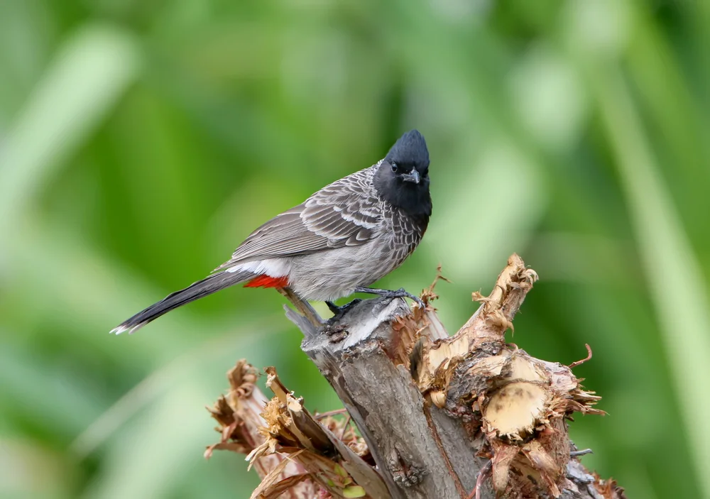 Graurücken-Dickschnabeldrossel (Pycnonotus leucotis)