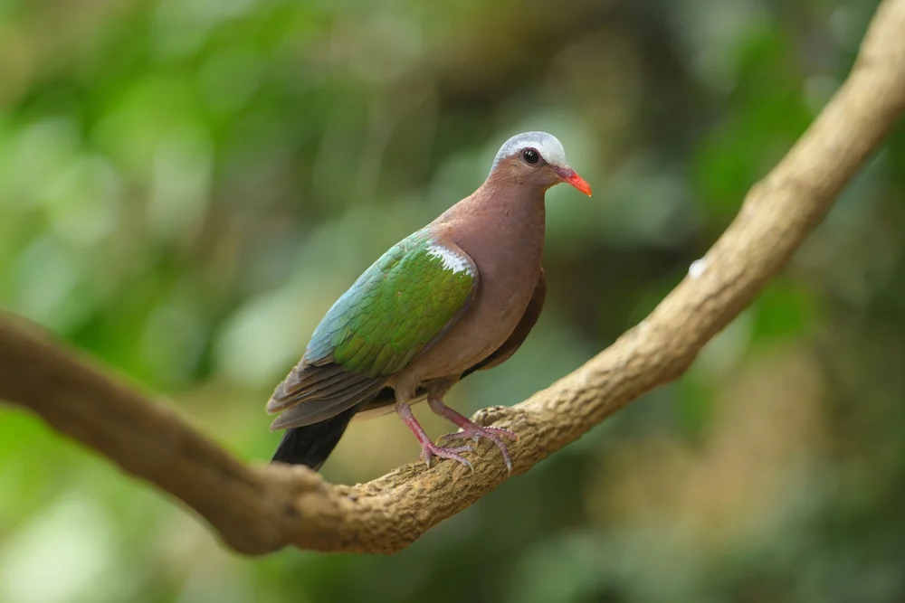 Graurücken-Fruchttaube (Macropygia doreya)