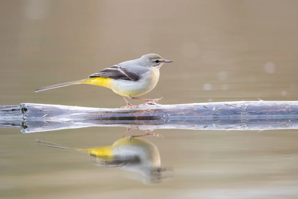 Graurücken-Grasmücke (Apalis cinerea)