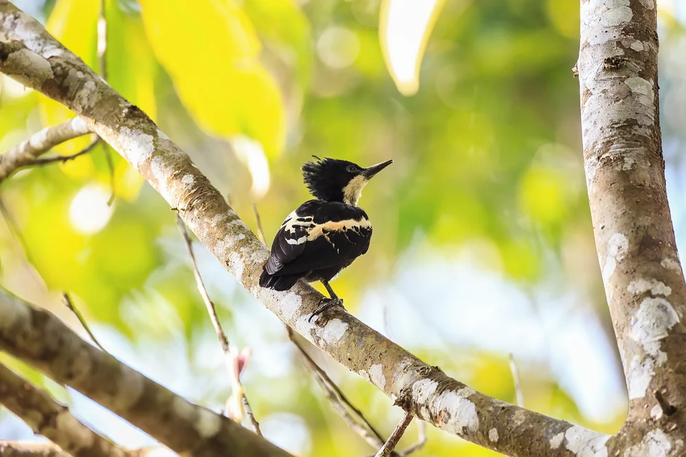 Graurücken-Kurzflügel (Hemicircus canente)