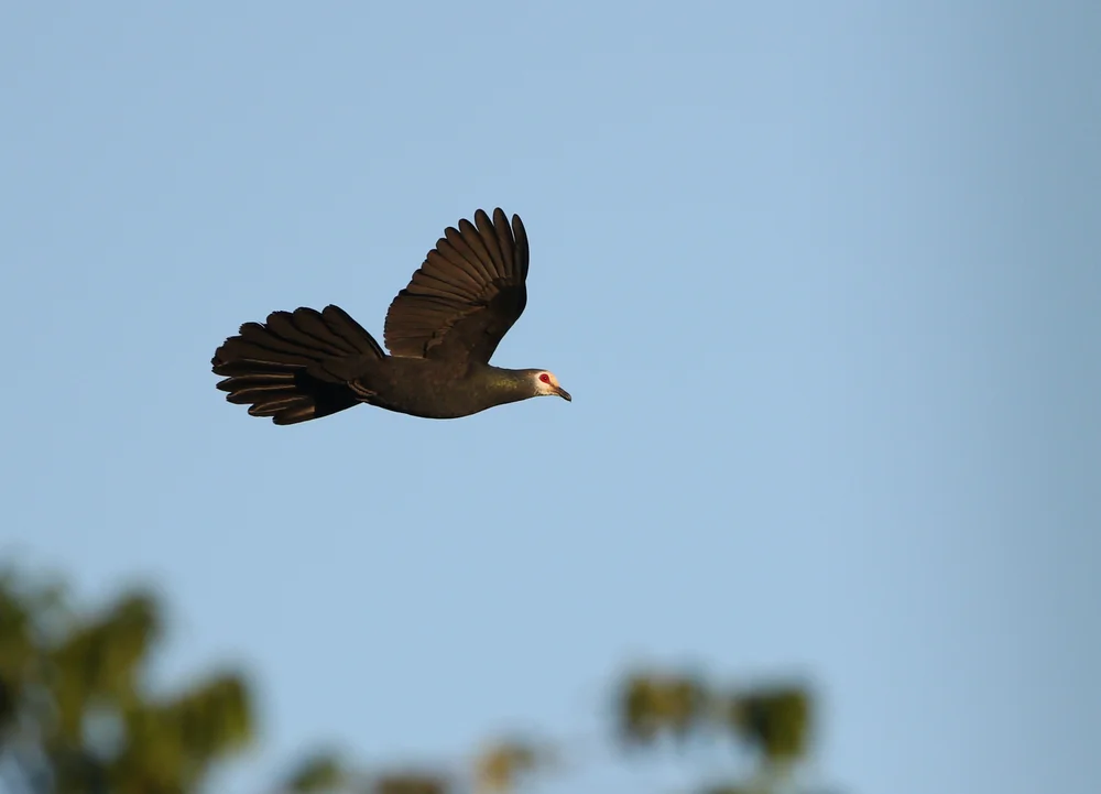 Graurücken-Musophaga (Turacoena modesta)