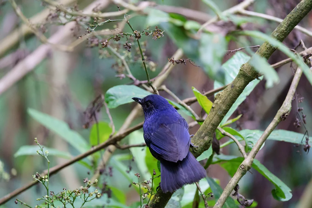 Graurücken-Pfeifdrossel (Myophonus glaucinus)