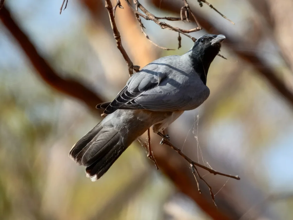 Graurücken-Raupenfänger (Coracina novaehollandiae)