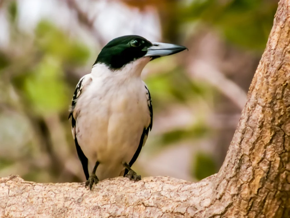 Graurücken-Scherenschwanz (Cracticus mentalis)