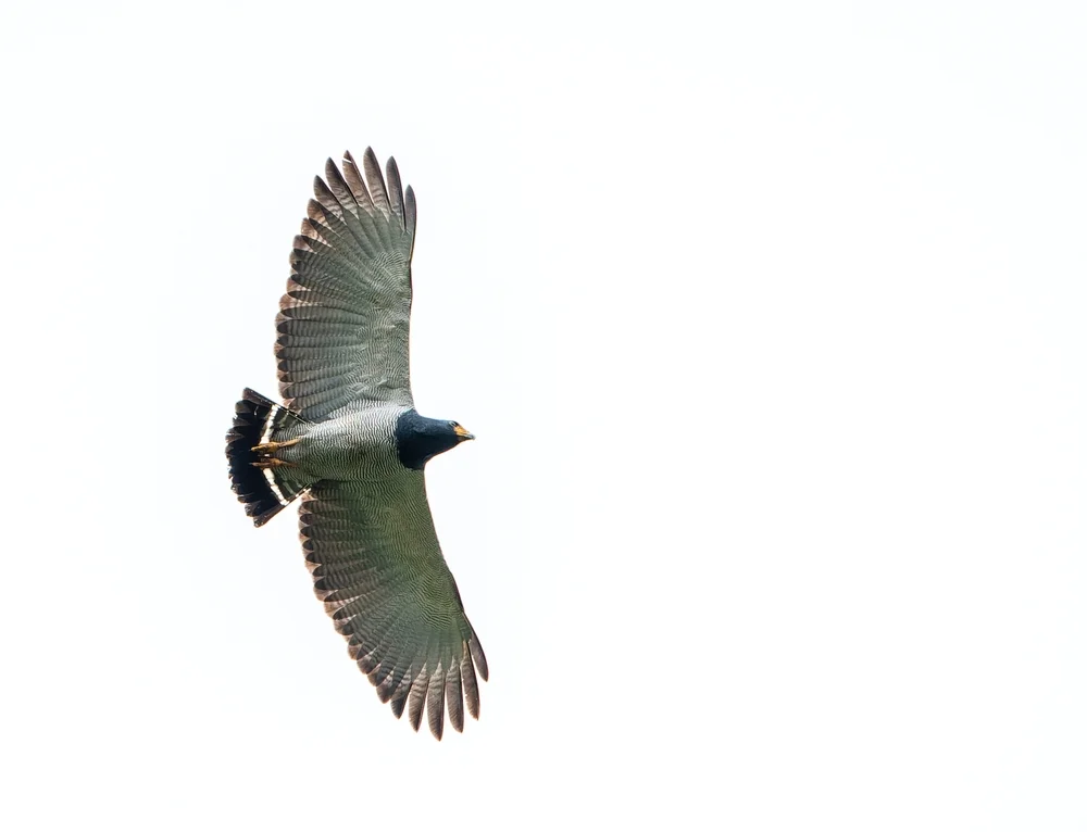 Graurücken-Schlangenweih (Leucopternis princeps)