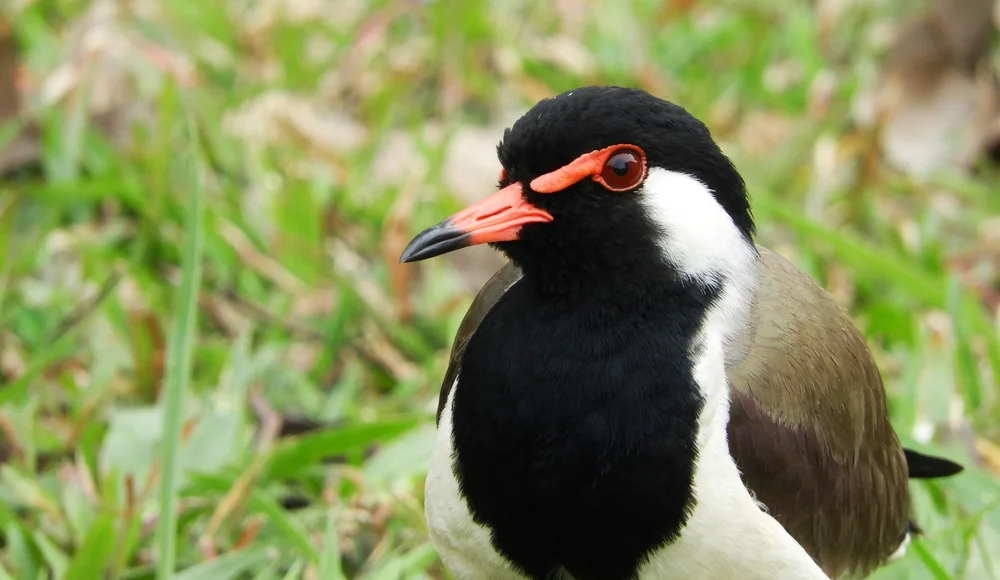 Graurücken-Schmuckwürger (Platysteira)