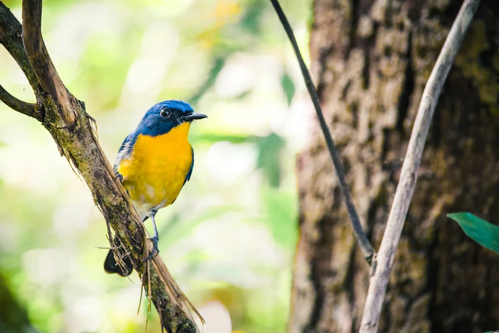 Graurücken-Schnäppertyrann (Eumyias sordida)