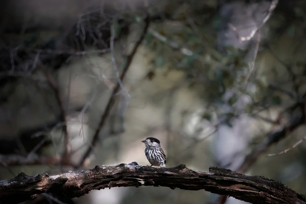 Graurücken-Schnurrbartvogel (smithornis capensis)