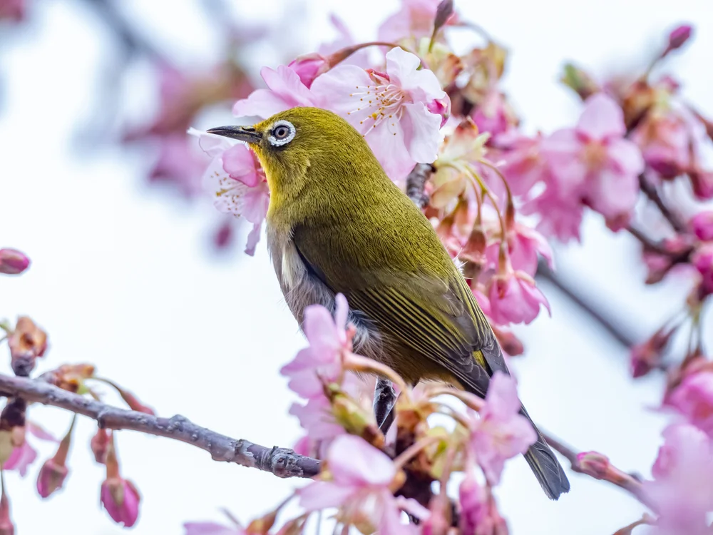 Graurücken-Sonnenvogel (Woodfordia lacertosa)