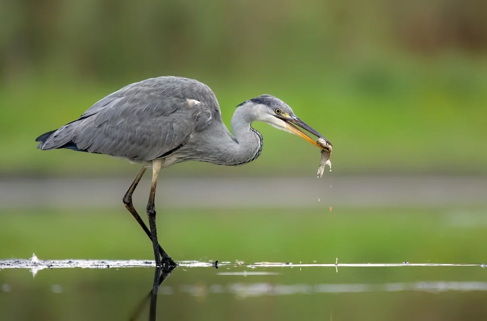 Graurücken-Sturmvogel (Procellaria cinerea)