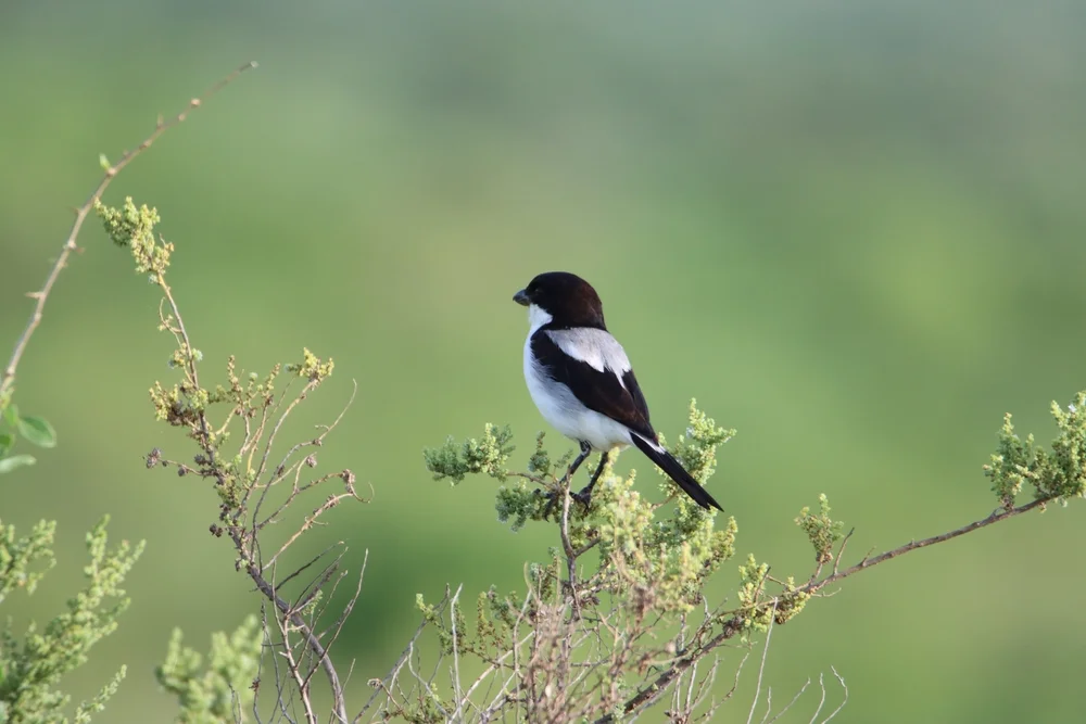 Graurücken-Würger (Lanius dorsalis)