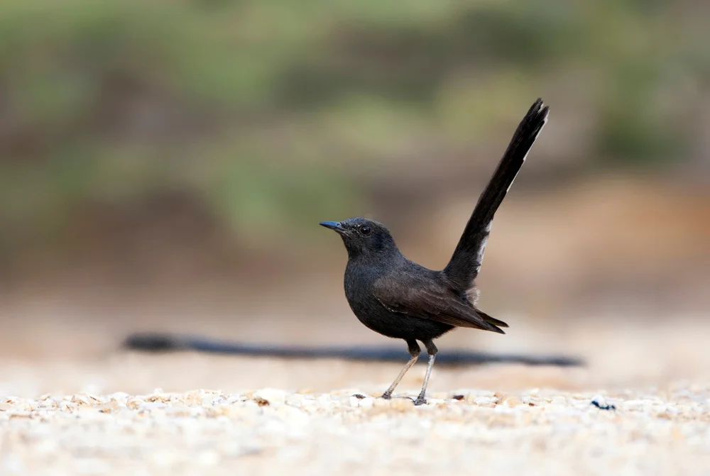 Graurücken-Wüstensänger (Cercotrichas podobe)