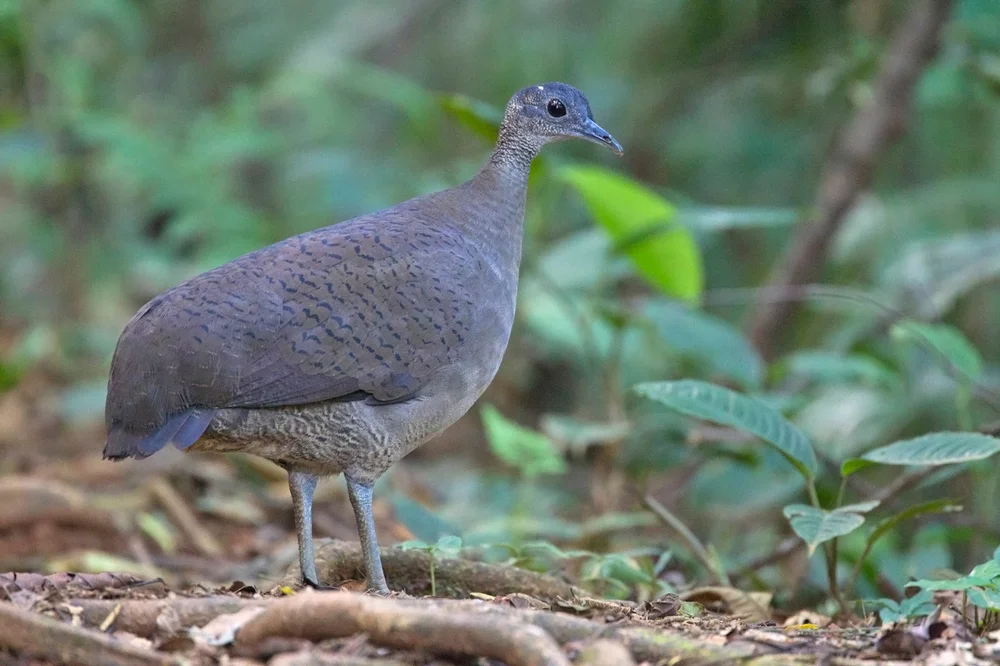 Graurücken-Zwergtinamu (Crypturellus cinereus)