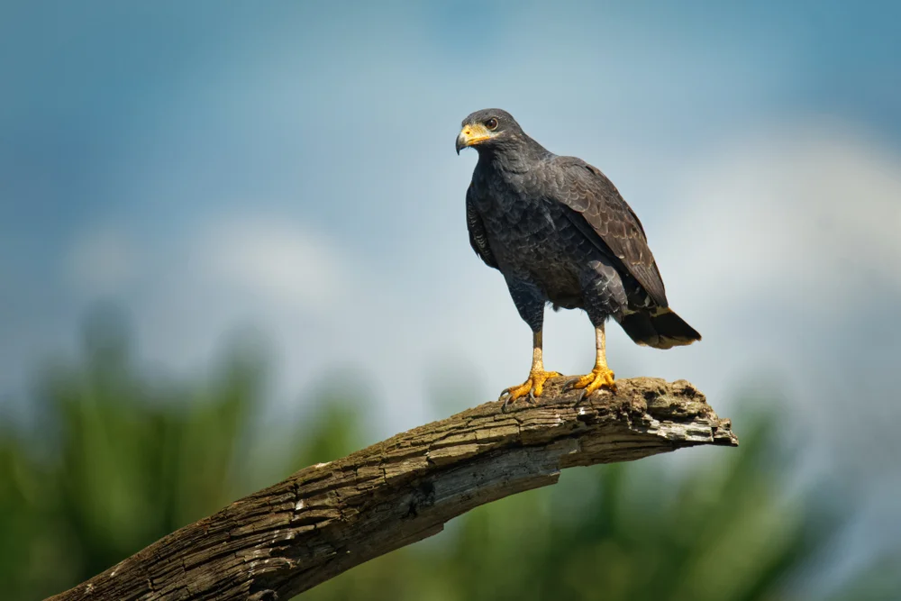 Graurückenhabicht (Buteogallus solitarius)