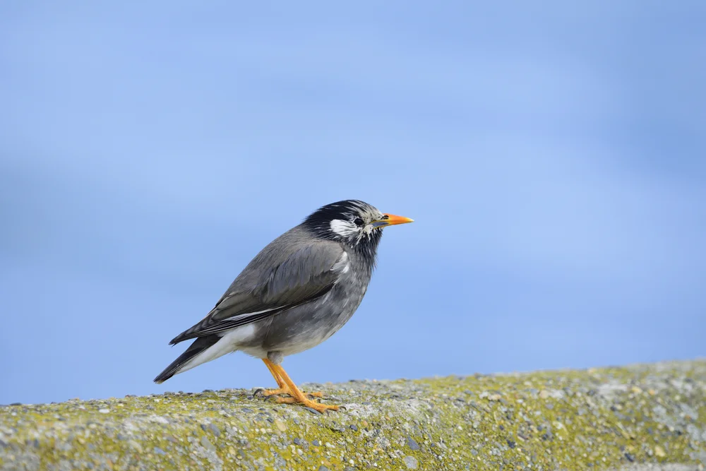 Graurückenmaina (Spodiopsar cineraceus)